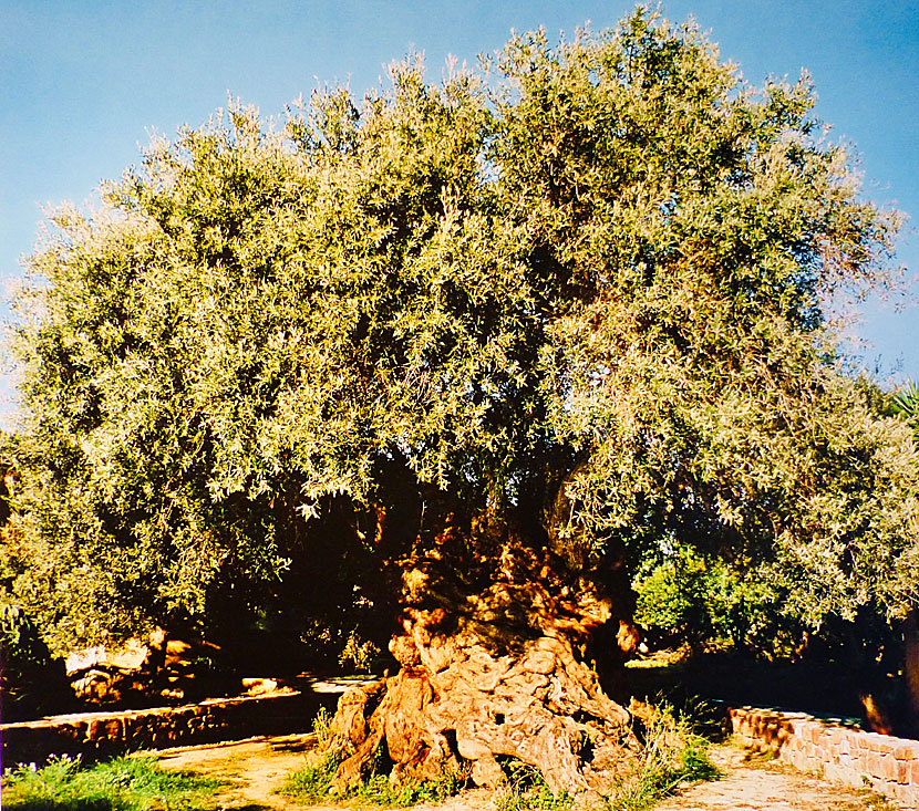 Old photos of the world's oldest olive tree in Crete.