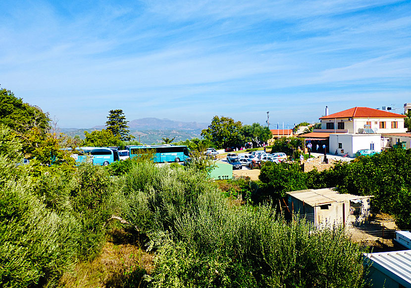 The parking lot outside the museum and the world's oldest olive tree.