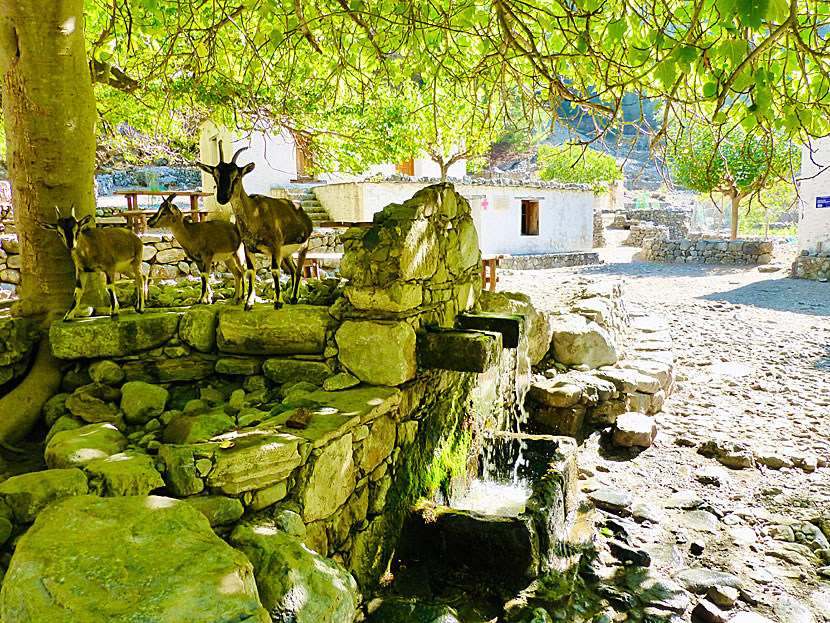 Curious goats in the abandoned village of Samaria.