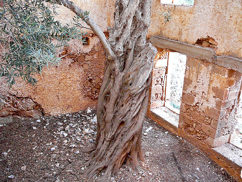 Olive trees grow in a house in the abandoned Katholiko Monastery.