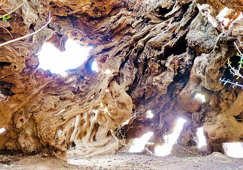 The world's oldest olive tree grows in the village of Vouves in western Crete.