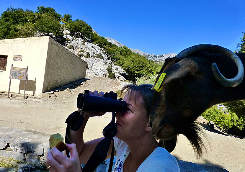 Hiking and bird watching in Crete.