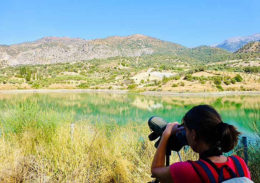 If you like bird watching, don't miss Faneromenis Lake when you travel to Crete.