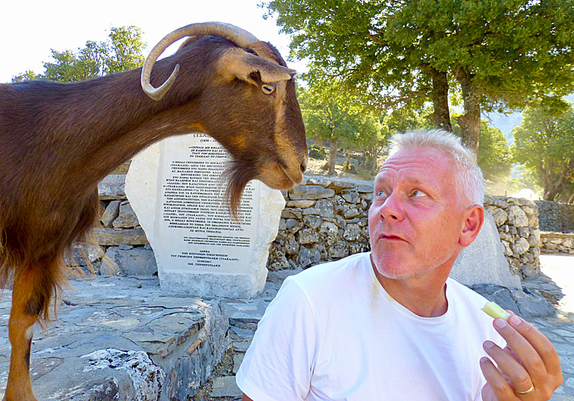 Beware of begging goats when hiking in Crete.