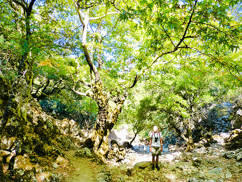 The hike in the Rouvas Gorge in Crete takes about 5 ½ hours.