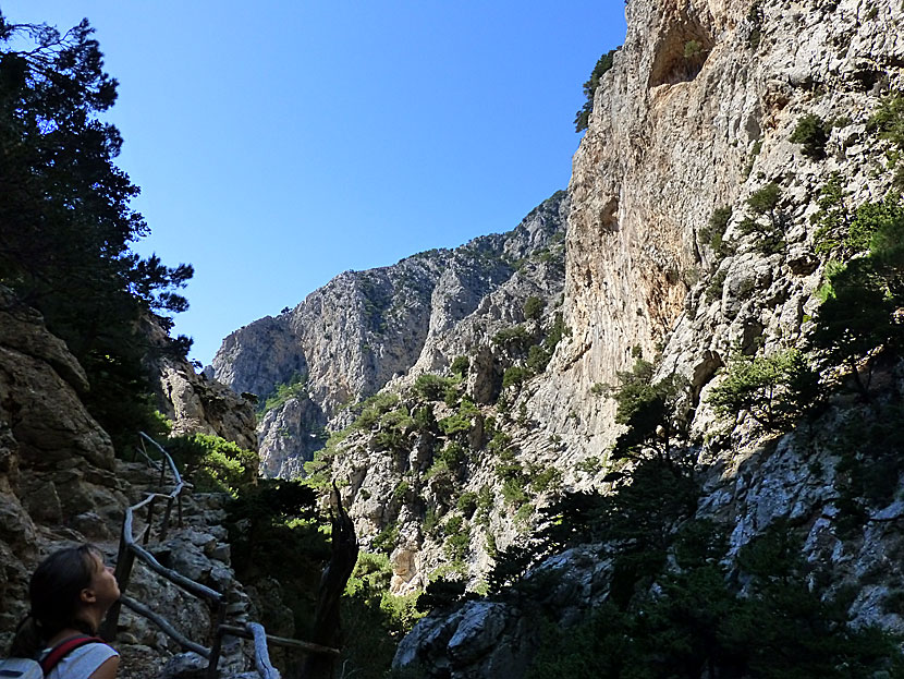 The Rouvas gorge is home to one of Crete's few oak forests.