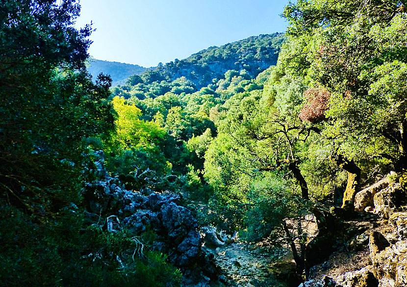 Are there oak forests in Crete and in Greece? Yes, there is.