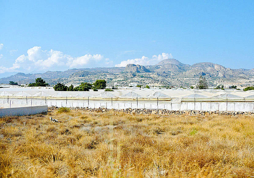 In southern Crete, there are many greenhouses where, among other things, bananas are grown.