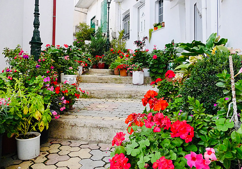 On the Lasithi Plateau you can enjoy beautiful flowers and green vegetables.