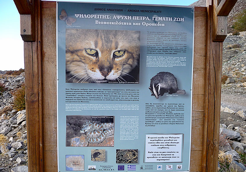 The mythical Cretan wildcat (Felis silvestris cretensis) in Crete, Greece.