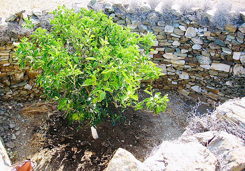 Walled lemon trees grow everywhere on Folegandros.