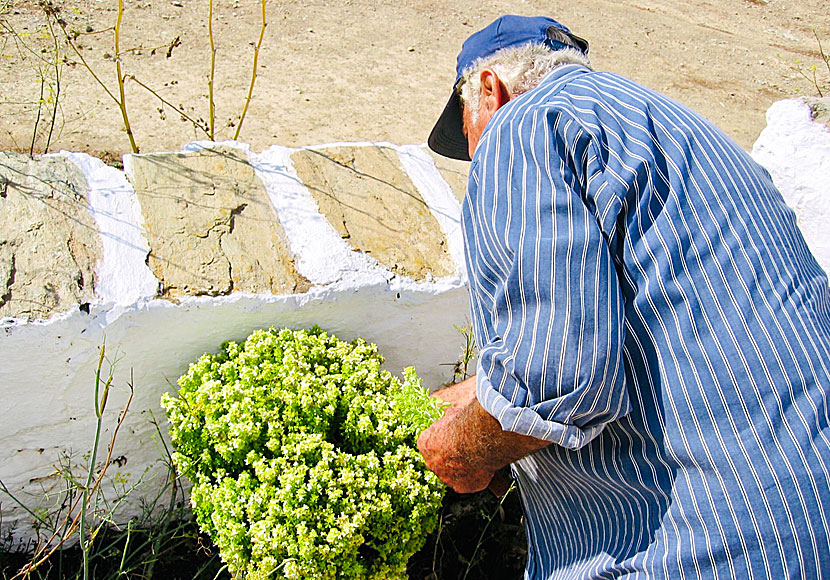 When you hiking on Folegandros, you can smell the herbs that you can pick.