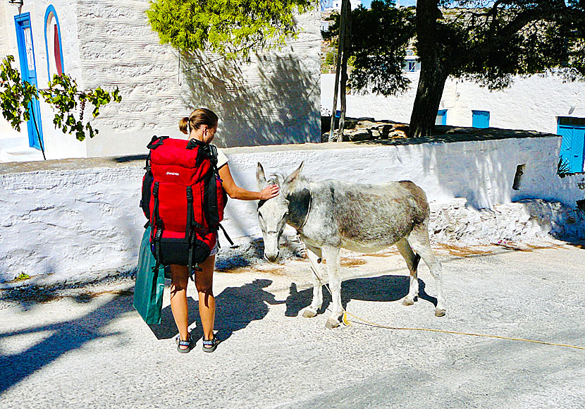 Donkeys on Iraklia in Greece.