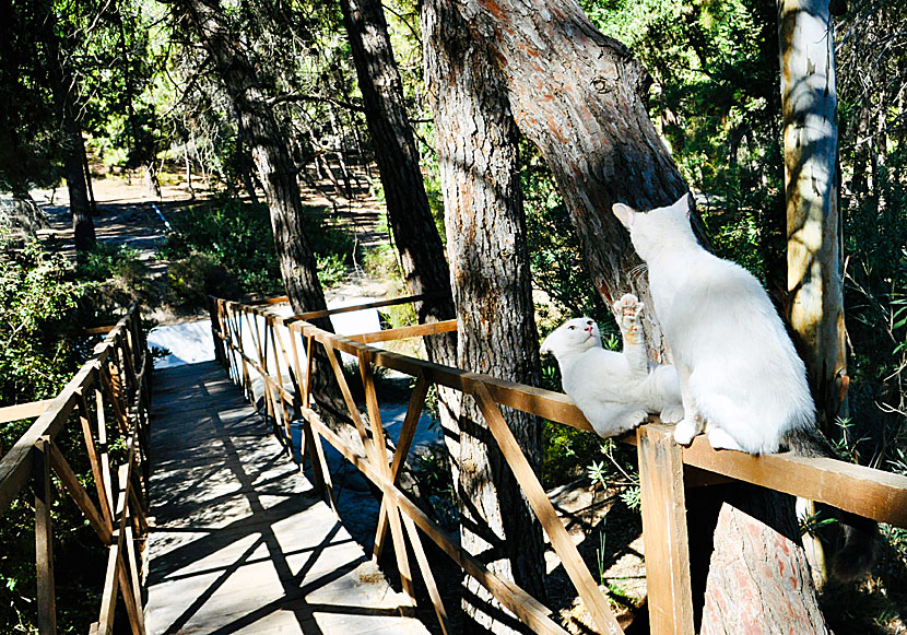 Cats on Kos in the Dodecanese.