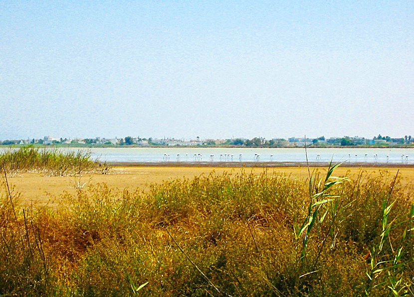 Flamingos in the wetland Alyki in Kos.