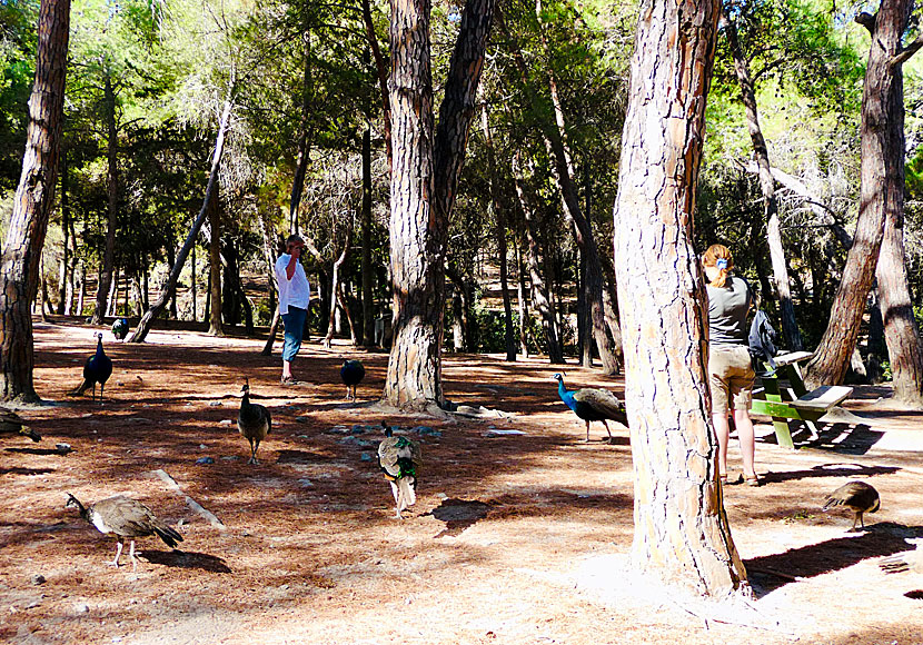 Just after the airport near the village of Antimachia is the Plaka Forest which is a quiet and peaceful oasis