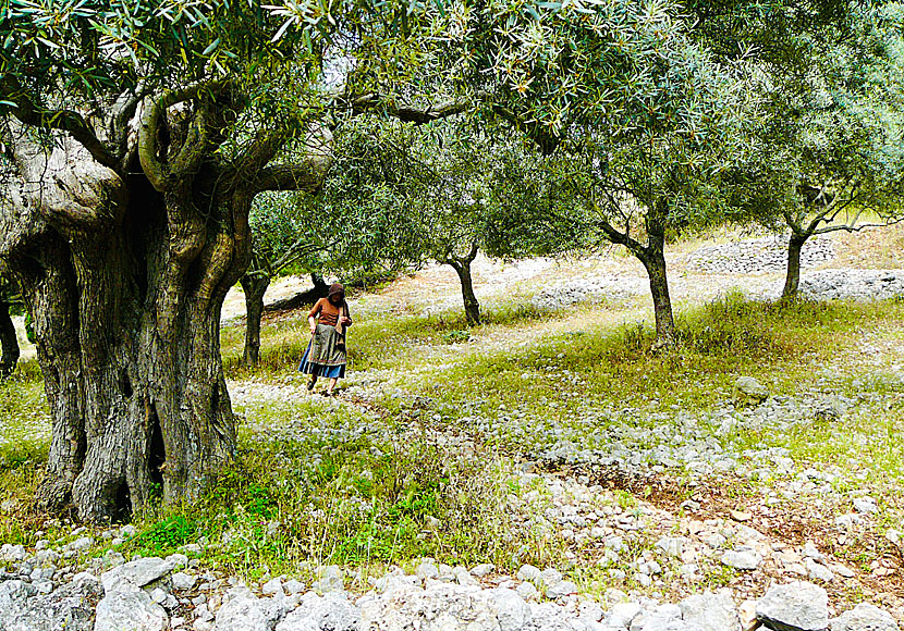 Hiking trails that go through olive groves in Lefkada.