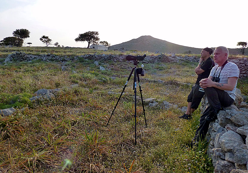 Waiting to see Krüper's Nuthatch and other unusual birds in Lesvos.