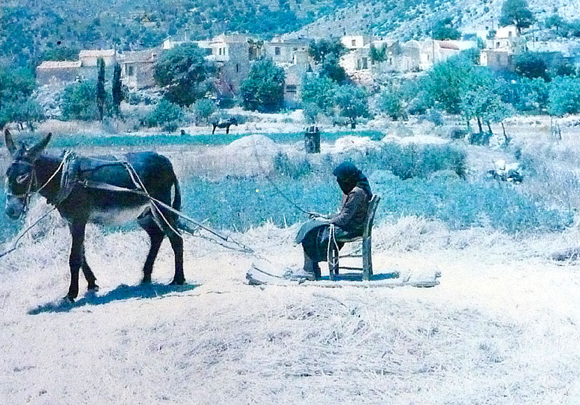Separating the chaff from the wheat using donkeys in Greece.