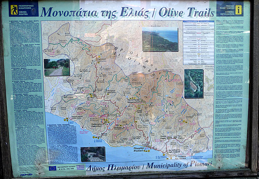 Lesvos Olive Trails close to Plomari in Lesvos.