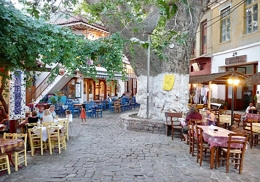 Platanos square in Plomari on Lesvos in Greece.