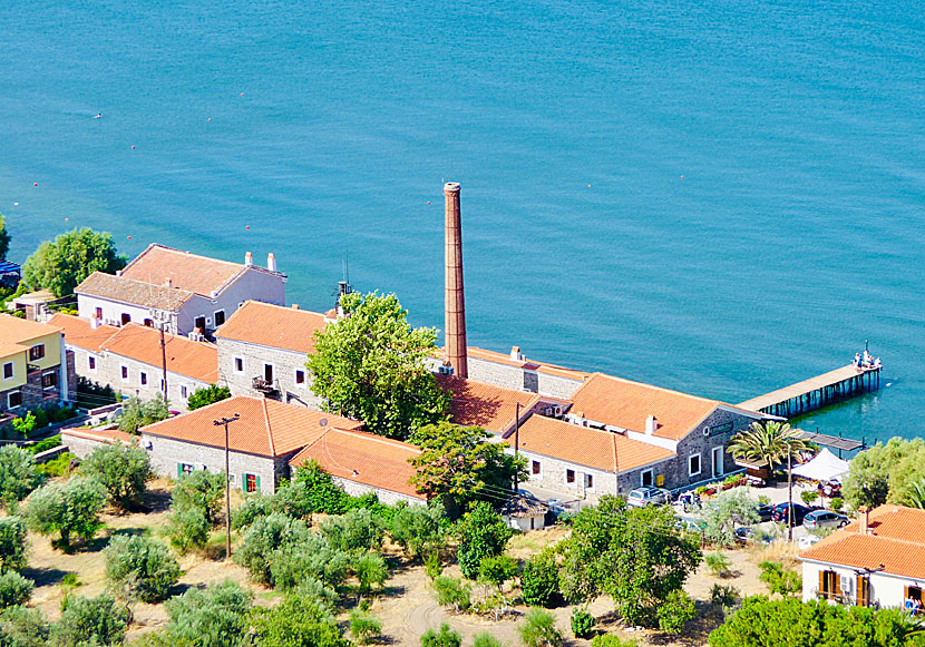 The old olive oil factory which today is the Hotel Olive Press.