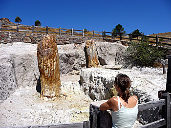 The petrified forest on Lesvos.