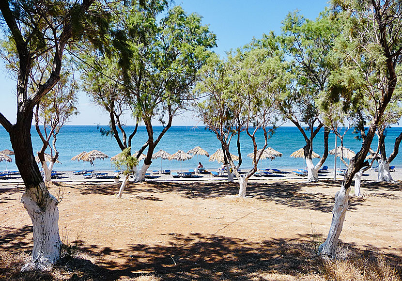 Along Vatera beach in Lesvos there are shady tamarisk trees and sun beds for rent.