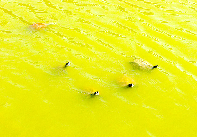 The lake with tame water turtles near Petra.