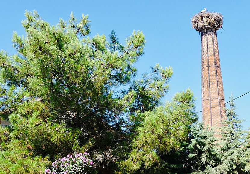 One of the chimneys in the village of Polichnitos in Lesvos where white storks nest.
