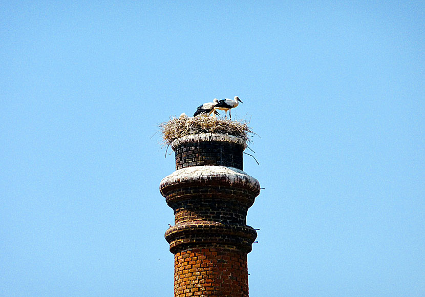 White and black storks nest outside Taxiarchis Monastery in Lesvos.