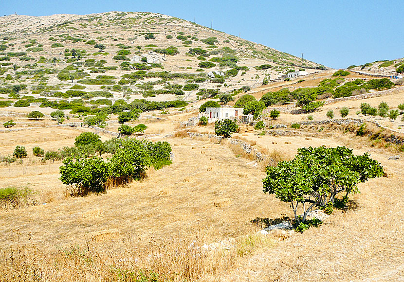 The landscape on Lipsi is rural and several old donkey paths remain for hiking.