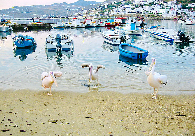 The pelicans in Mykonos.