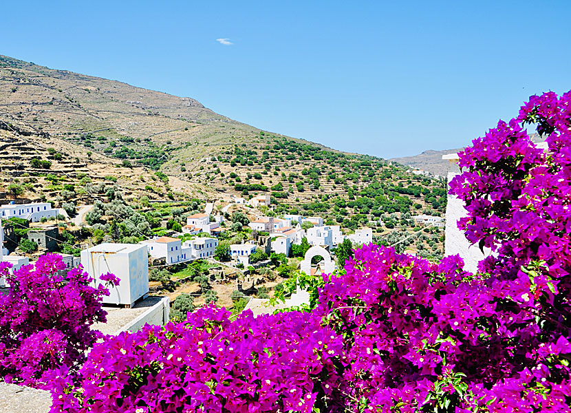 Bougainvillea in Aidonia on Andros in Greece.