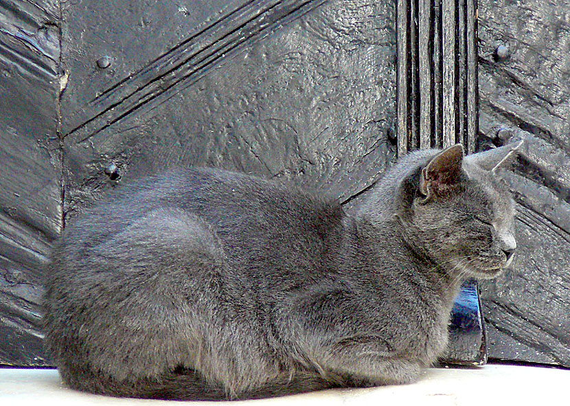 One of three camouflage cats that we saw in Kastro.