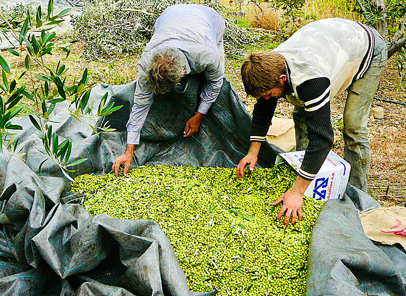 Cleaning leaves and other debris before the olives are gathered in Greece,