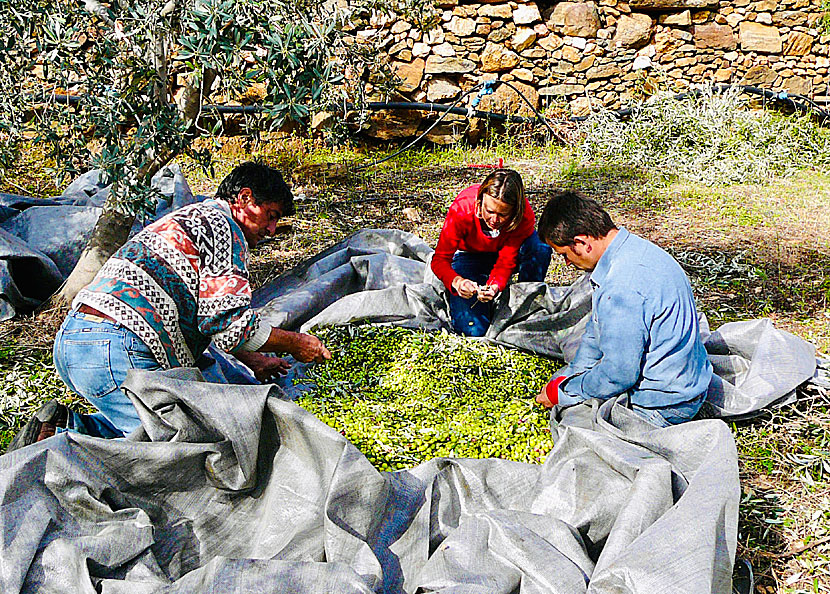 Cleaning olives from leaves, branches and dirt in Greece.
