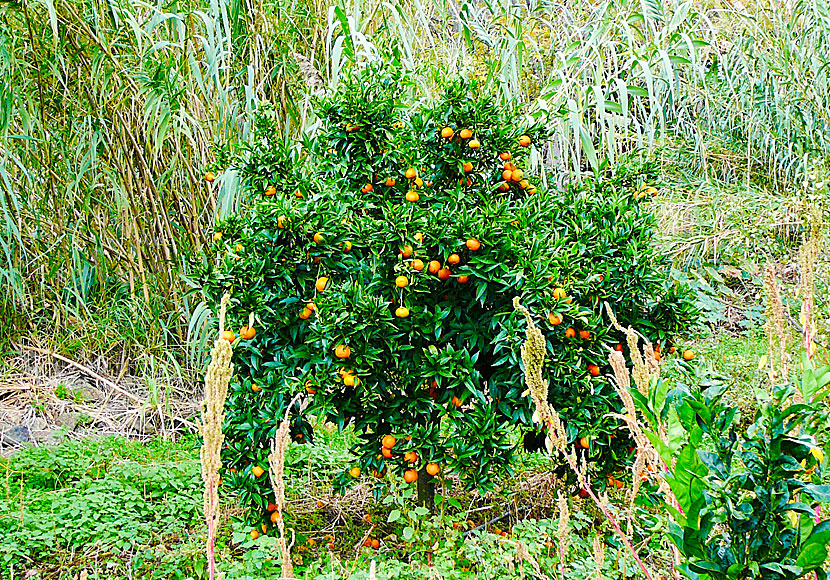 Clementines from Greece.