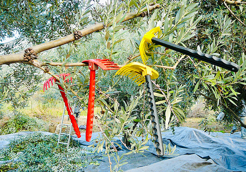 Picking olives from the olive trees on Naxos.