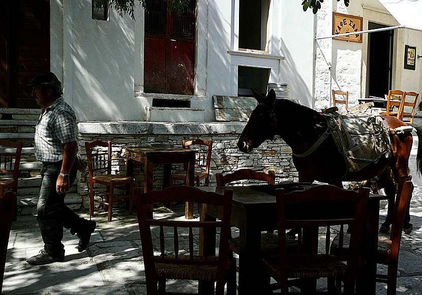 Donkeys on the island of Naxos in Greece.