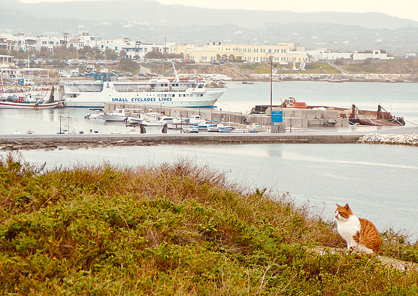 Express Skopelitis in the port of Naxos.