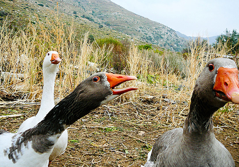 Geese from Greece.