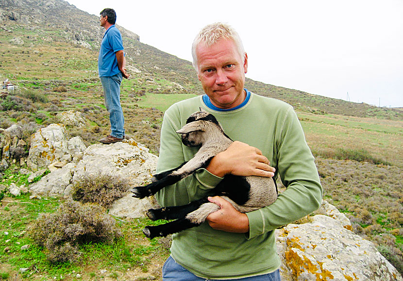 Baby goat from Naxos. 