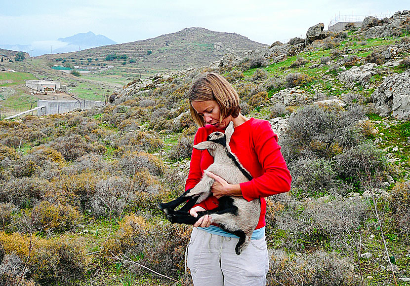 Baby goats from Naxos in the Cyclades.