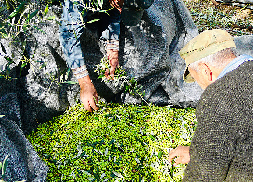 Picking olives from olive trees in an olive grove on Naxos in Greece.