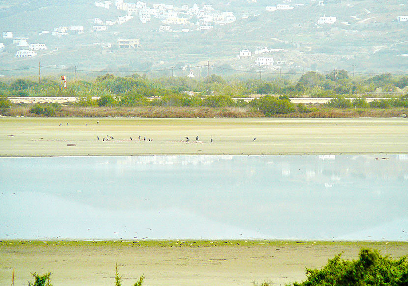 Bird watching on Naxos in the Cyclades.