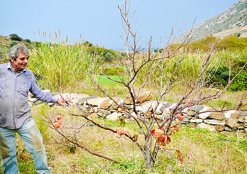 Tree with lotus fruit on Naxos in Greece.