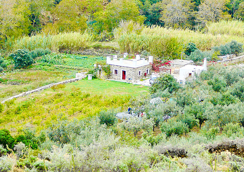Olive grove near Apollonas on northern Naxos in Greece.