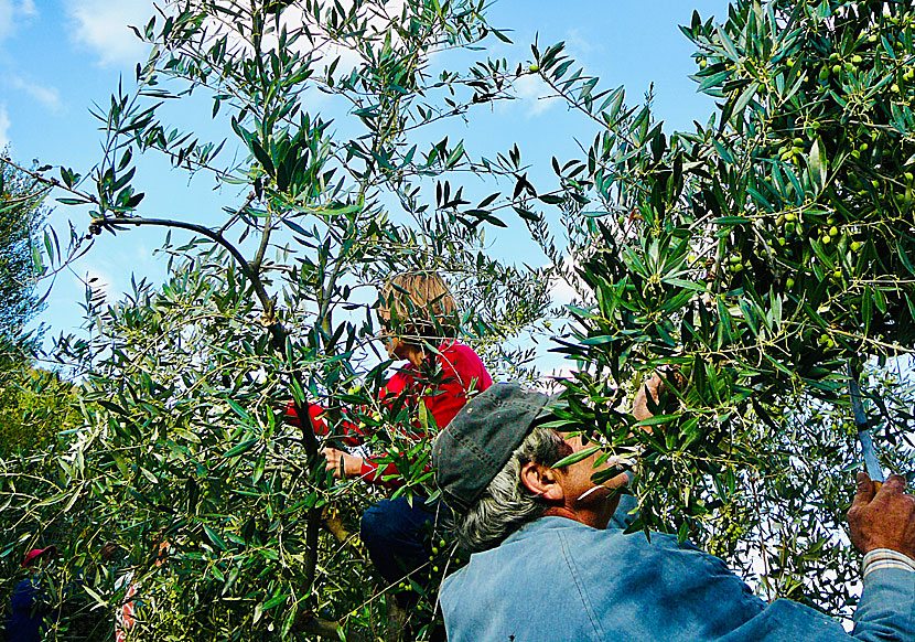 Picking olives in Greece is a tiring but fun job.