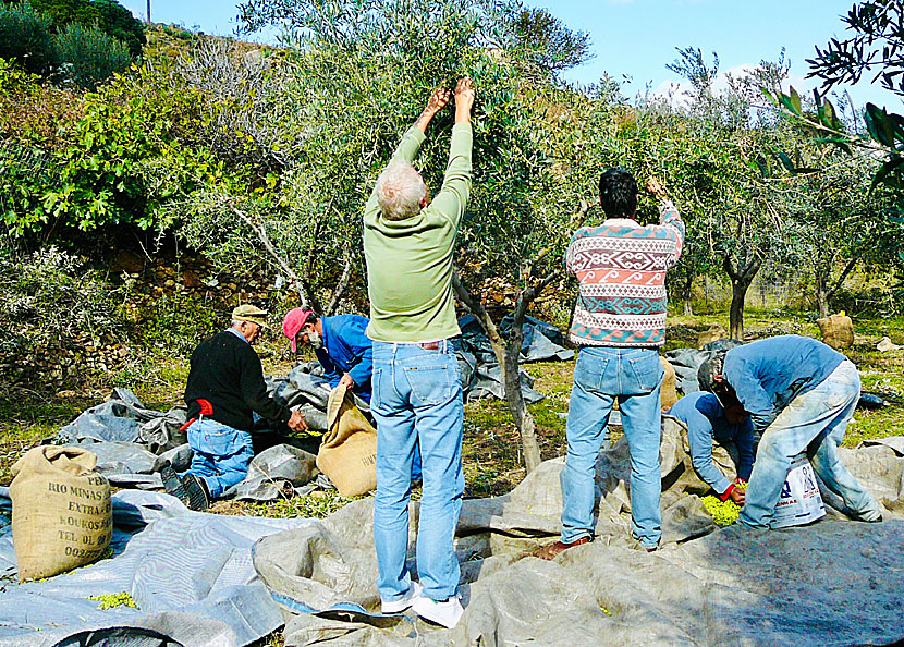 Picking olives in Greece.